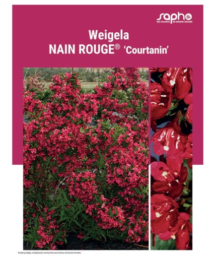 WEIGELA "Nain Rouge®"
