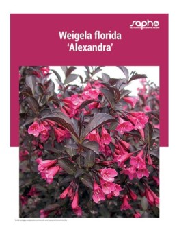 WEIGELA FLORIDA "Alexandra'"