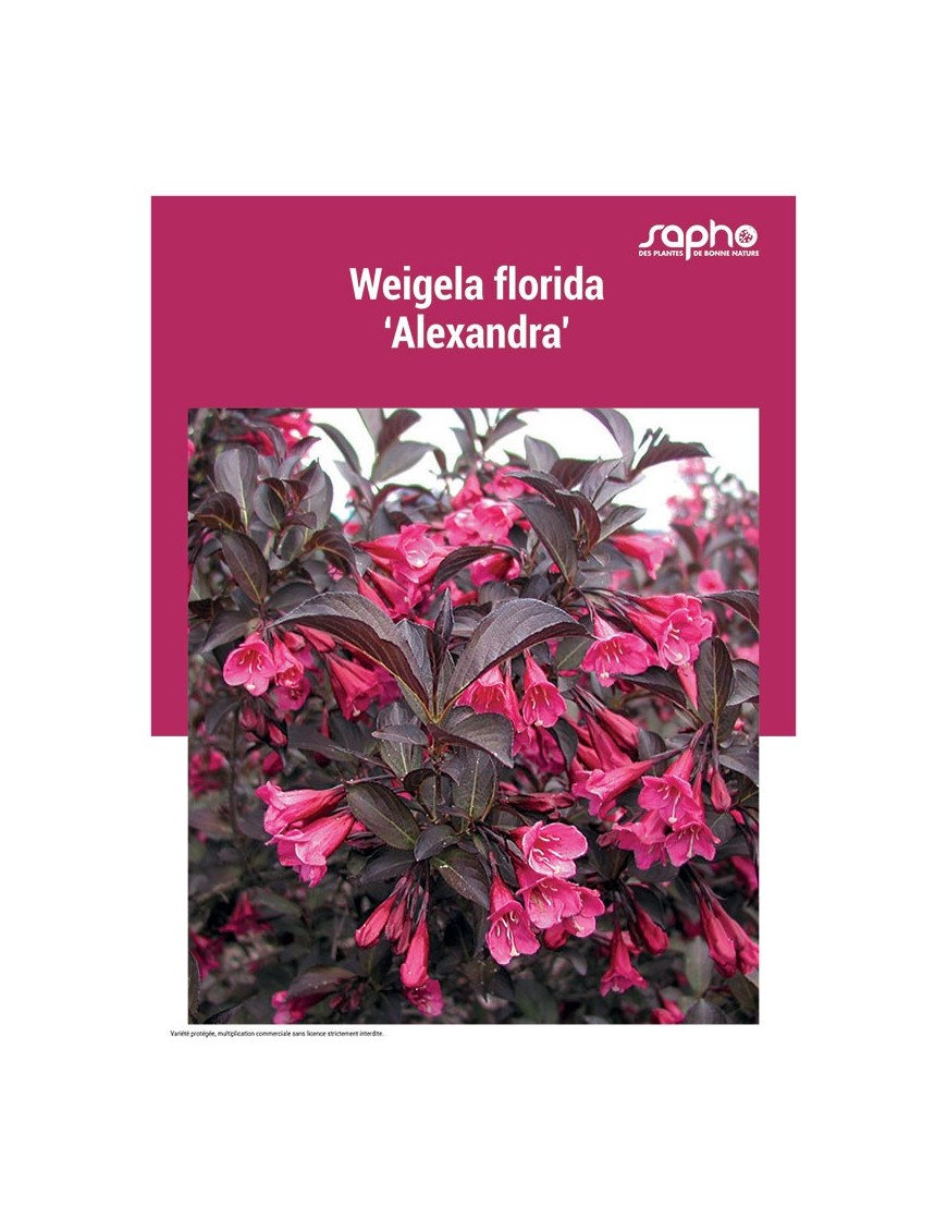 WEIGELA FLORIDA "Alexandra'"