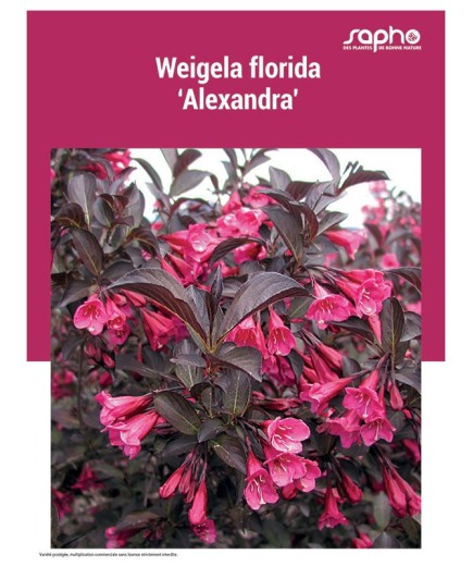 WEIGELA FLORIDA "Alexandra'"