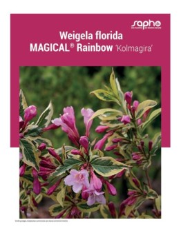 WEIGELA FLORIDA MAGICAL® Rainbow