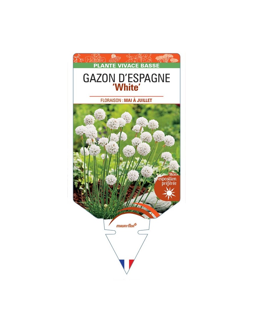 ARMERIA maritima ABBEY White voir Gazon d’Espagne