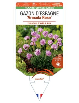 ARMERIA maritima Armada Rose voir Gazon d’Espagne