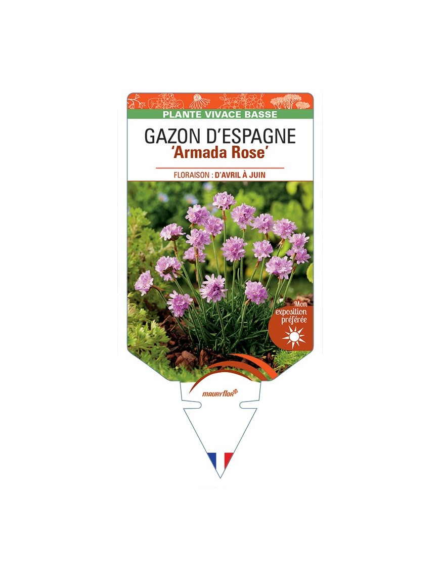ARMERIA maritima Armada Rose voir Gazon d’Espagne