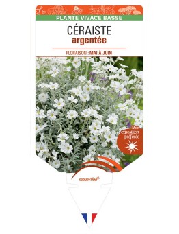CERASTIUM tomentosum voir CÉRAISTE argentée