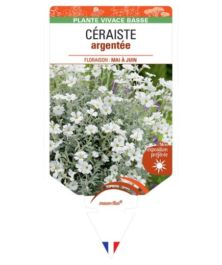 CERASTIUM tomentosum voir CÉRAISTE argentée