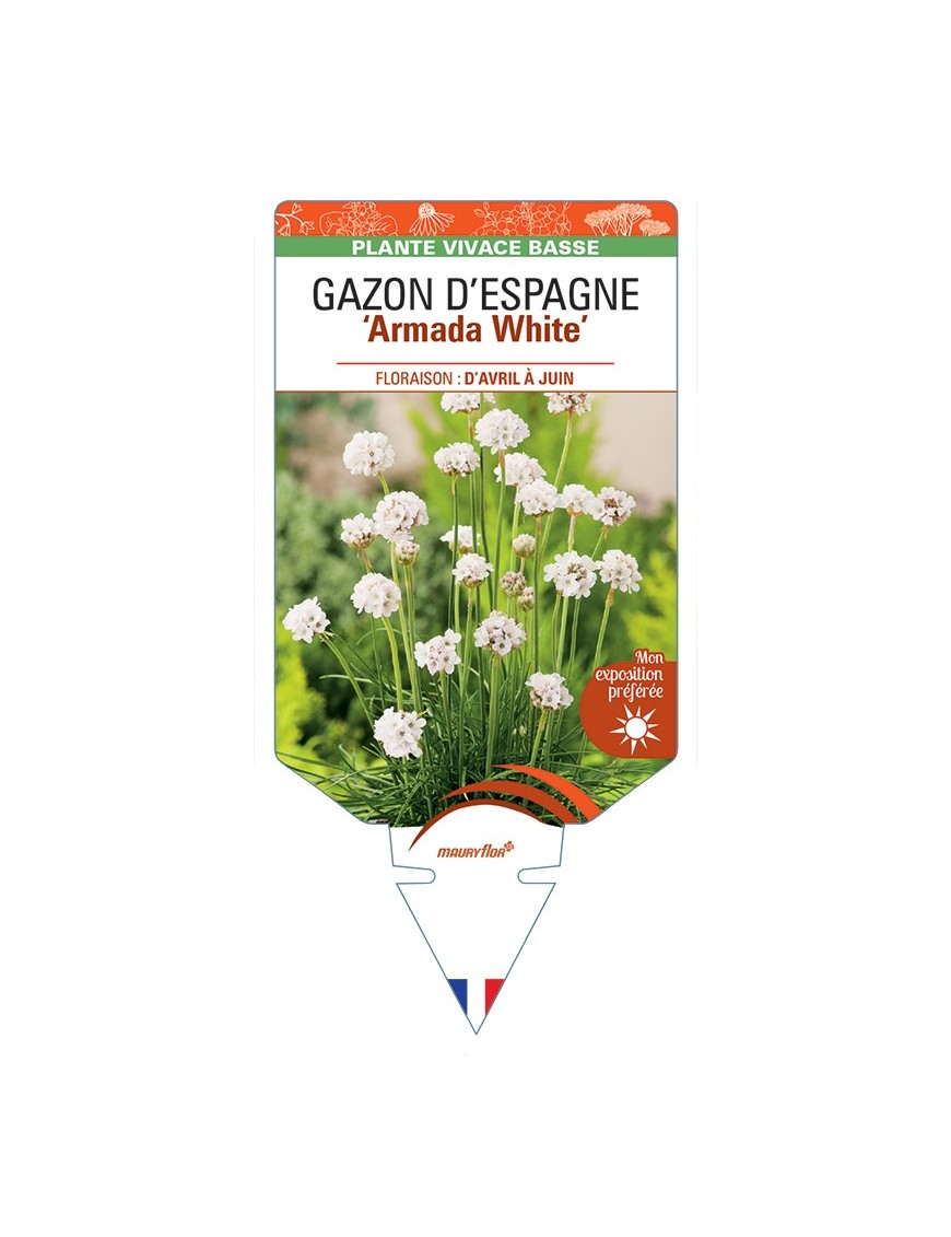 ARMERIA maritima Armada White voir Gazon d’Espagne