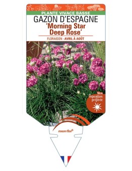 ARMERIA maritima Morning Star Deep Rose voir Gazon d’Espagne