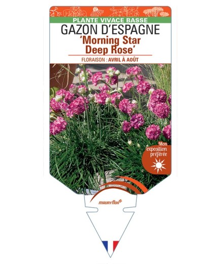 ARMERIA maritima Morning Star Deep Rose voir Gazon d’Espagne