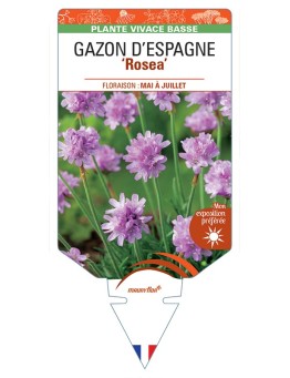 ARMERIA maritima ROSEA voir Gazon d’Espagne