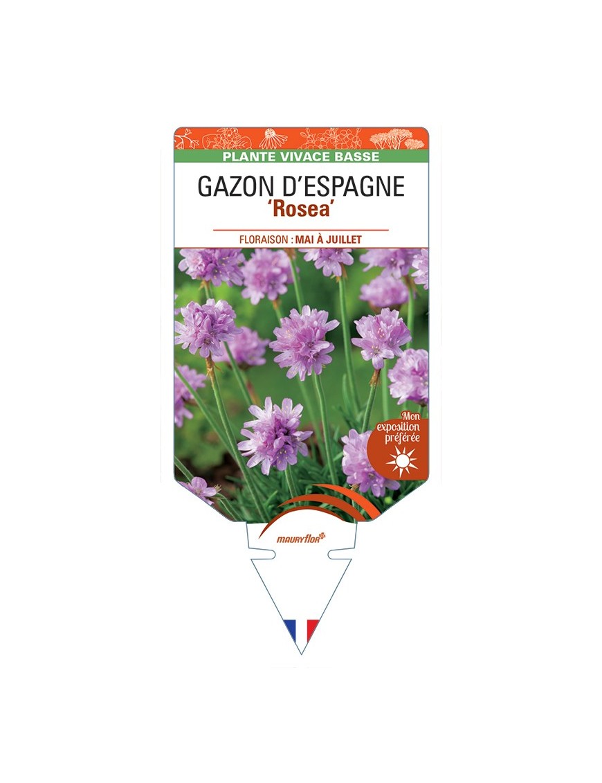 ARMERIA maritima ROSEA voir Gazon d’Espagne