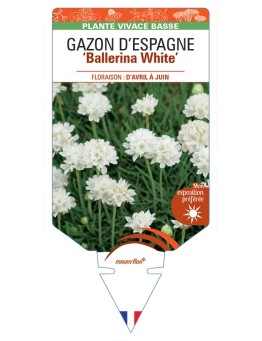 ARMERIA pseudarmeria Ballerina White voir Gazon d’Espagne