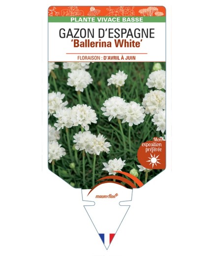 ARMERIA pseudarmeria Ballerina White voir Gazon d’Espagne