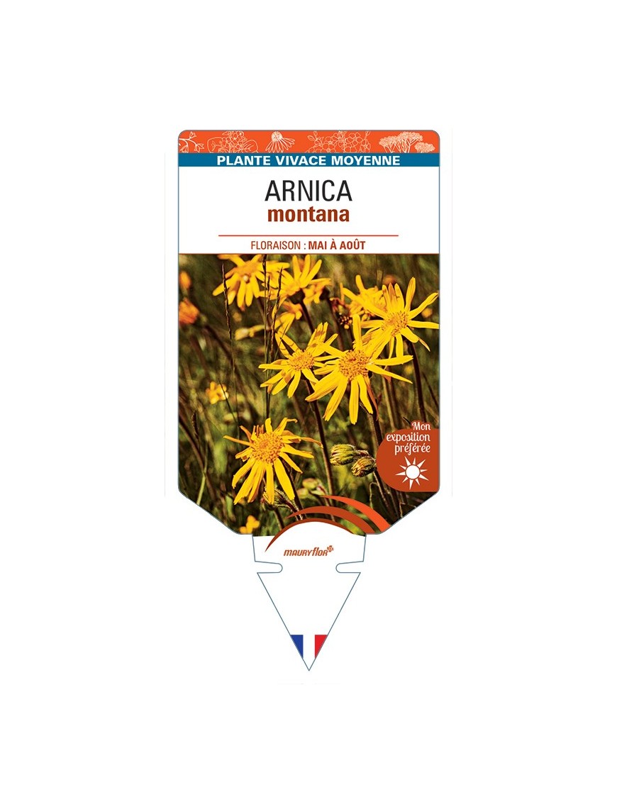 ARNICA montana
