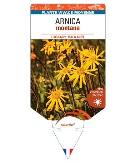 ARNICA montana