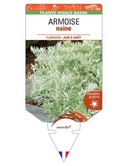 ARTEMISIA ARBORESCENS voir Armoise naine