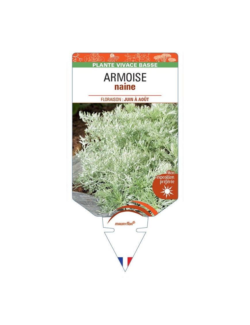 ARTEMISIA ARBORESCENS voir Armoise naine