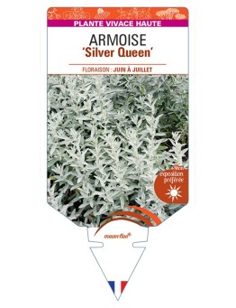 ARTEMISIA ludoviciana Silver Queen voir Armoise