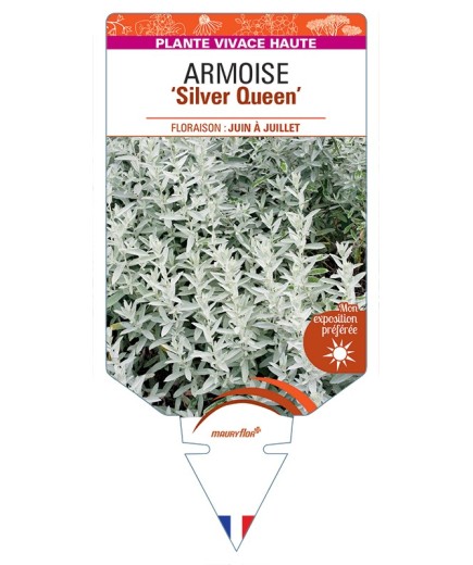 ARTEMISIA ludoviciana Silver Queen voir Armoise