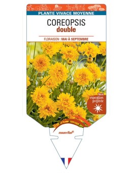 COREOPSIS double (jaune)