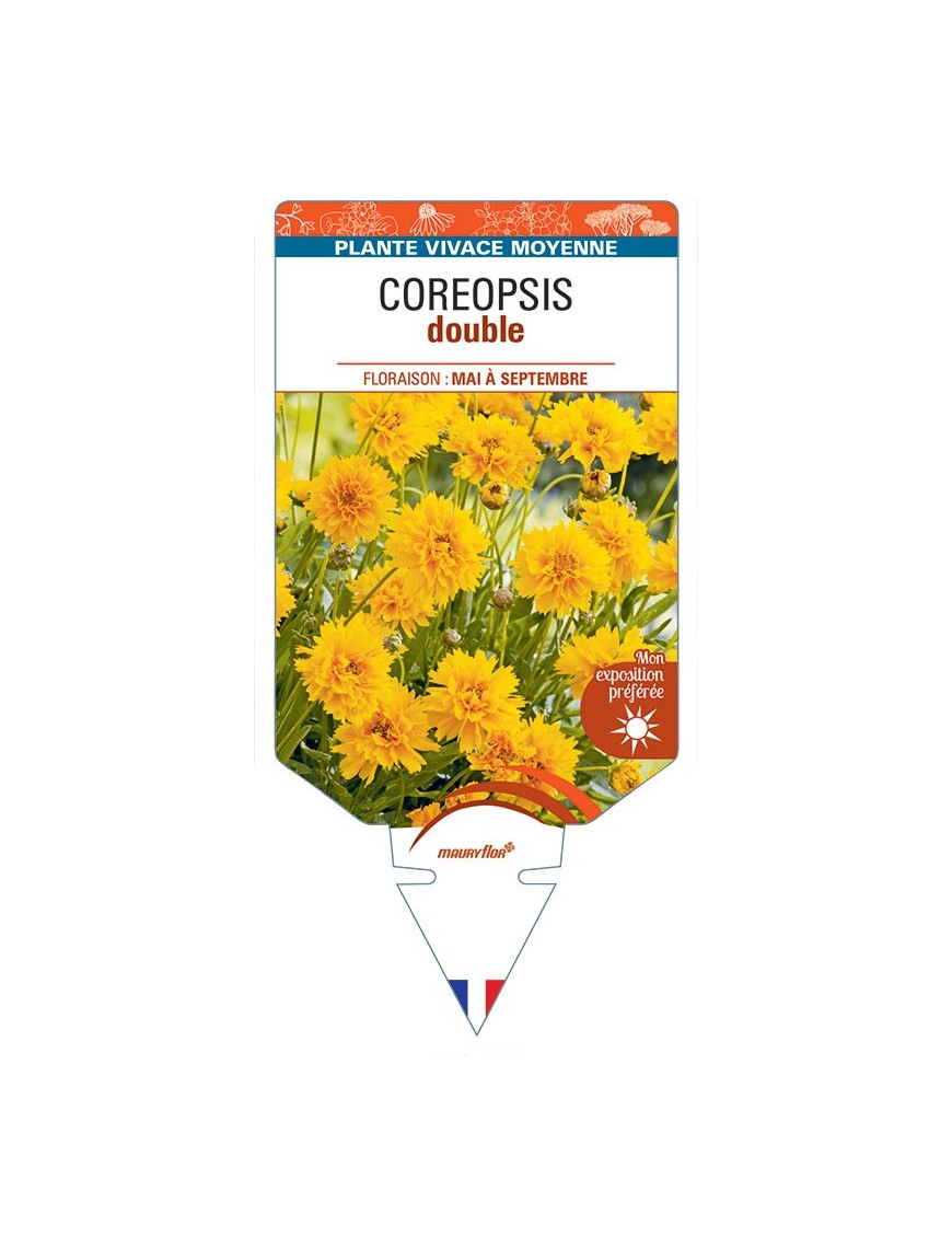 COREOPSIS double (jaune)