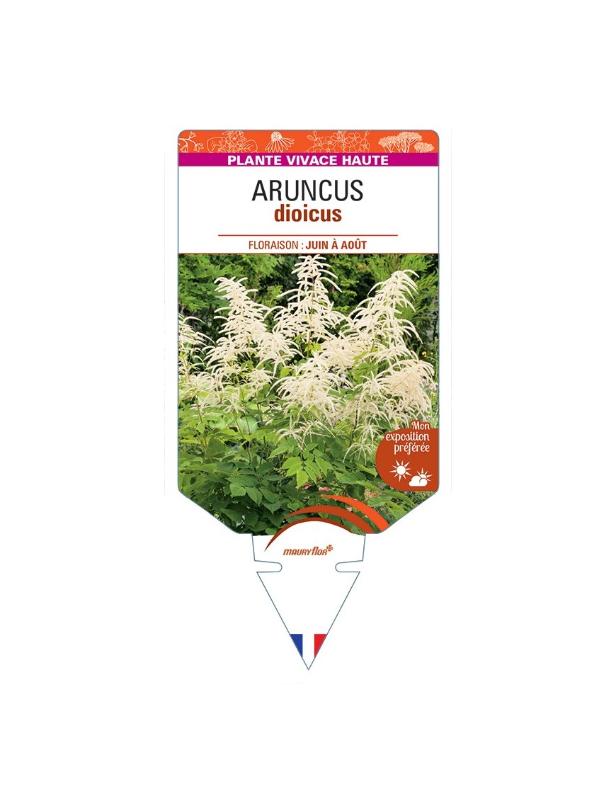 ARUNCUS dioicus