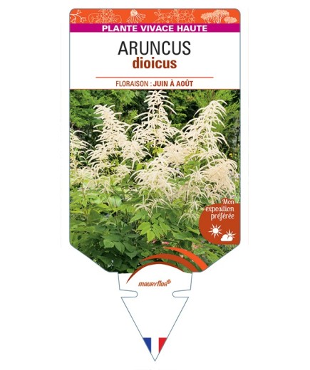 ARUNCUS dioicus