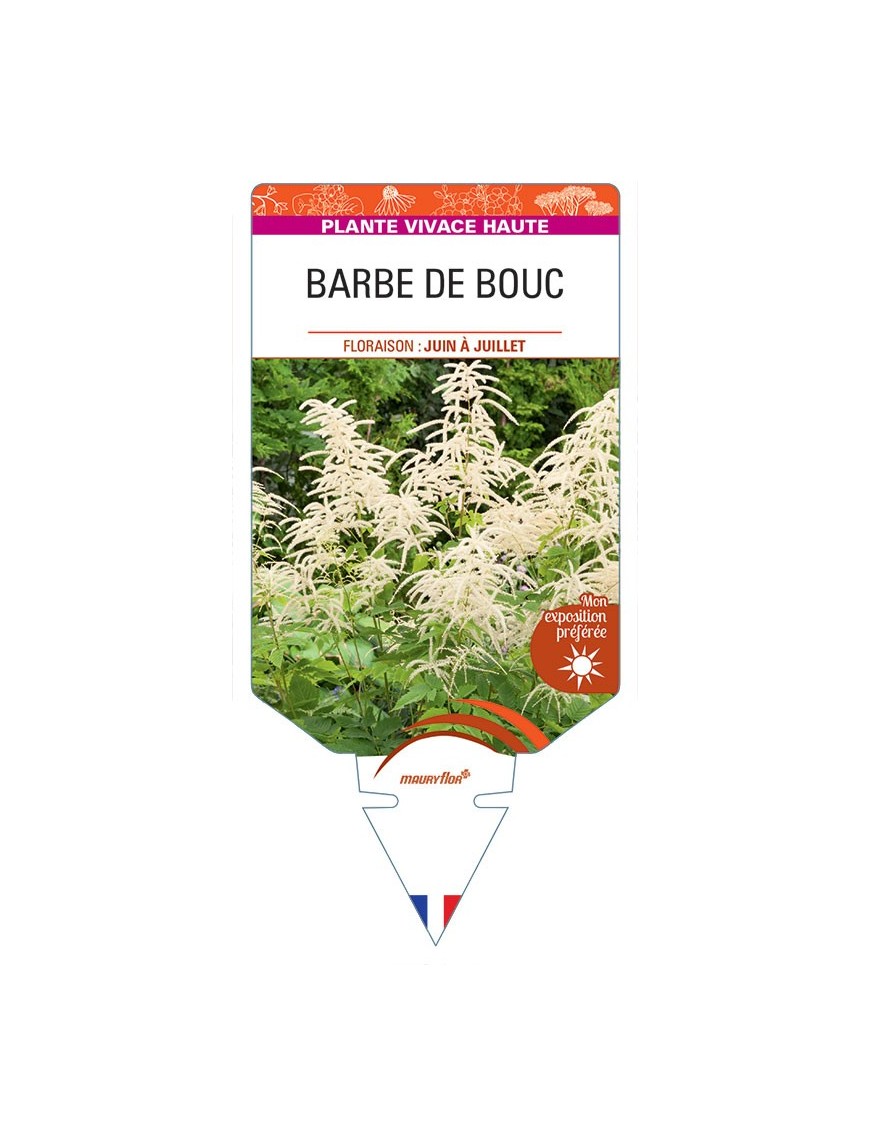 ARUNCUS SYLVESTER voir Barbe de Bouc