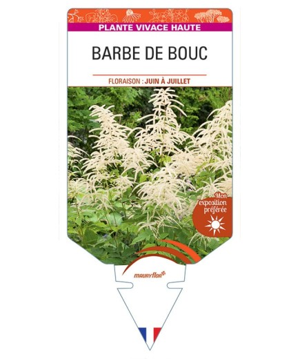 ARUNCUS SYLVESTER voir Barbe de Bouc