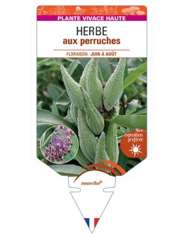ASCLEPIAS SYRIACA voir Herbe aux perruches