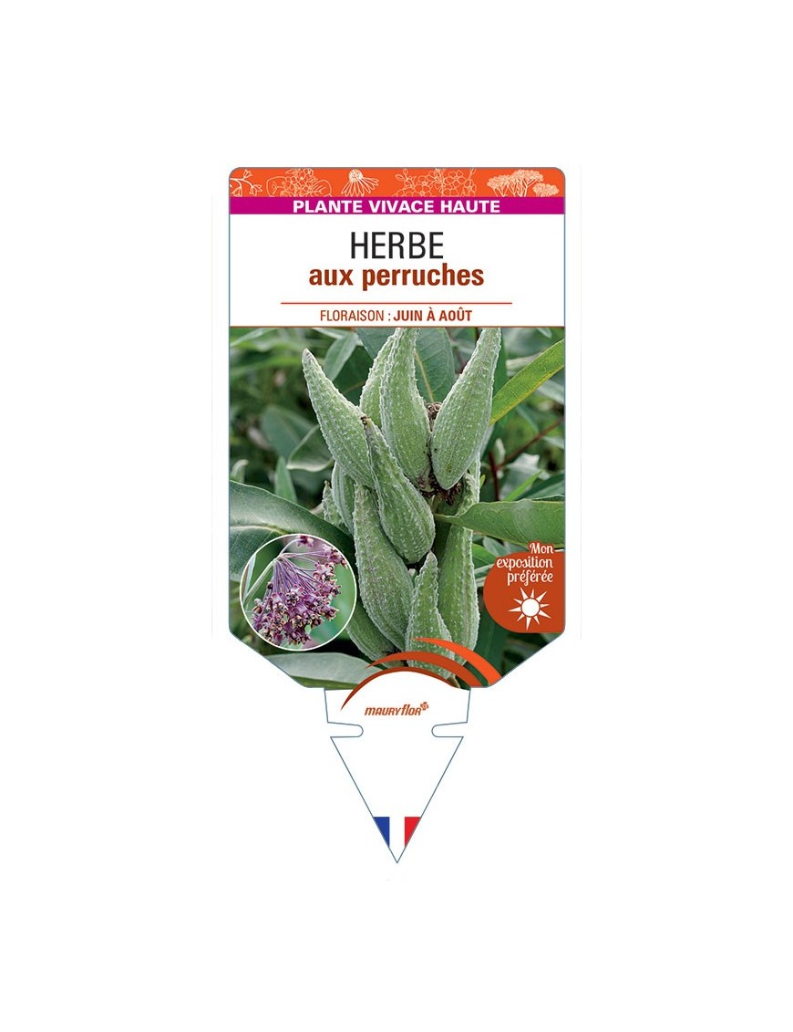 ASCLEPIAS SYRIACA voir Herbe aux perruches