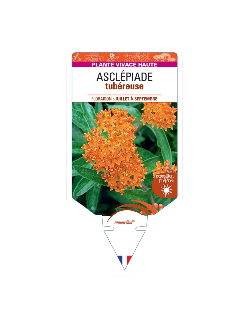 ASCLEPIAS tuberosa voir Asclépiade tubéreuse