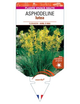 ASPHODELINE lutea