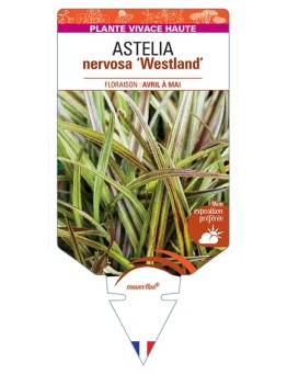 ASTELIA nervosa Westland