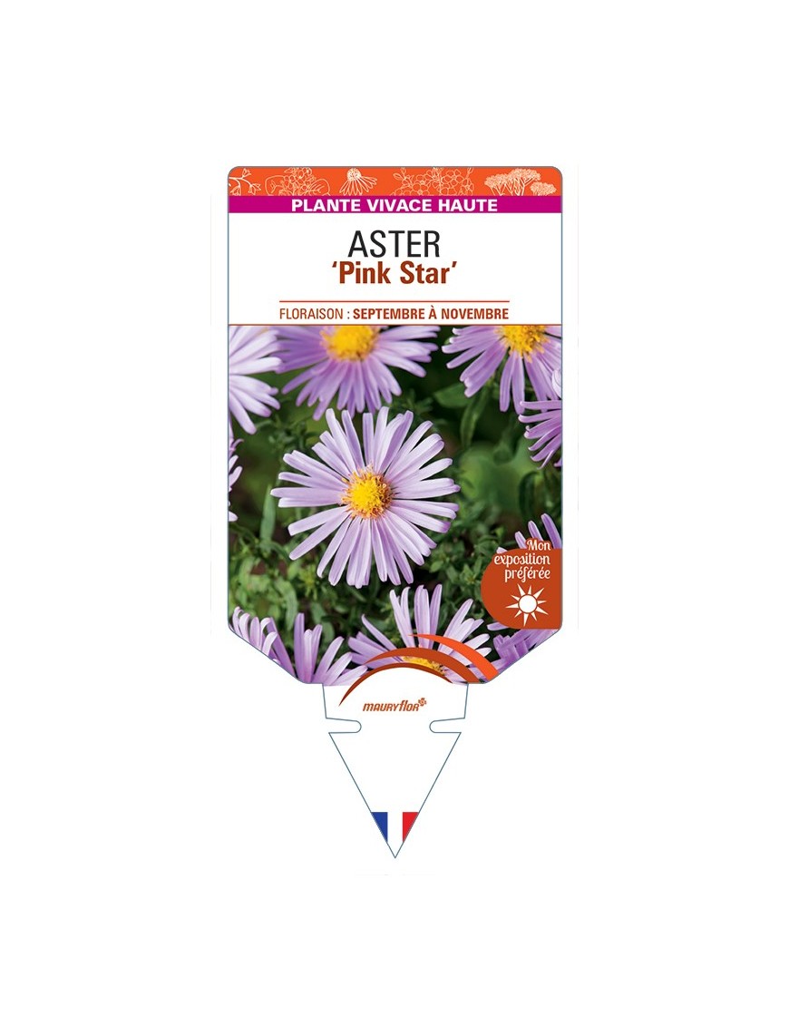 ASTER (ericoides) Pink Star
