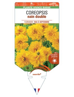 COREOPSIS NAIN DOUBLE (jaune) *