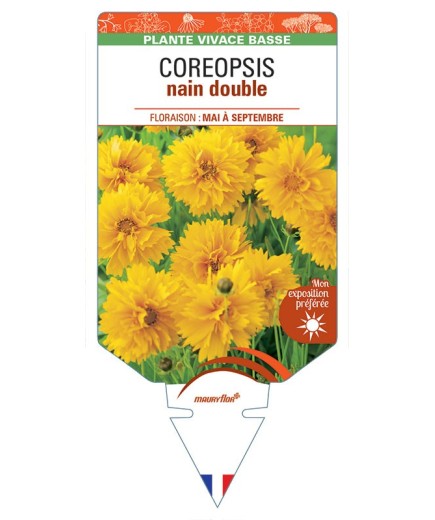 COREOPSIS NAIN DOUBLE (jaune) *