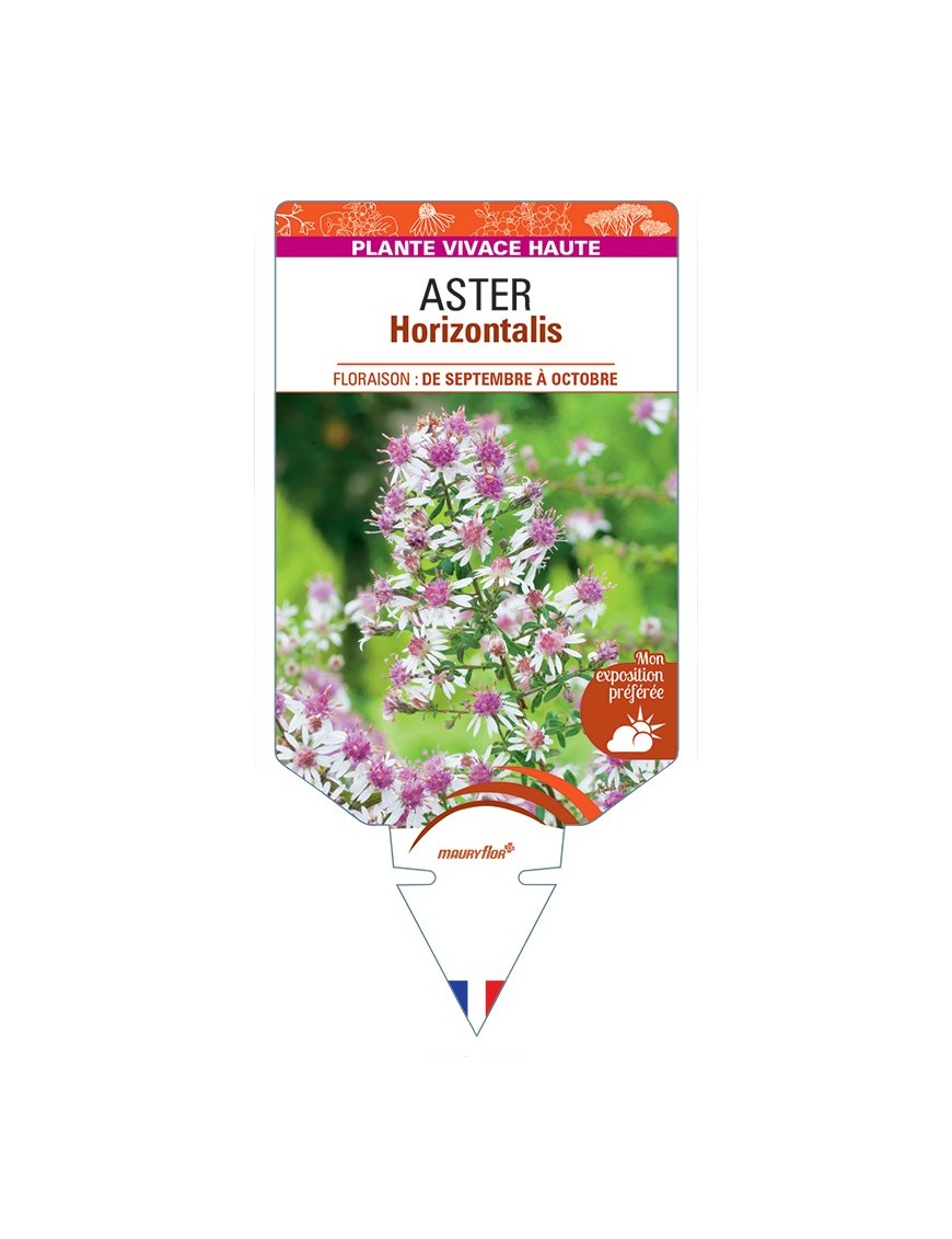 ASTER (lateriflorus) Horizontalis