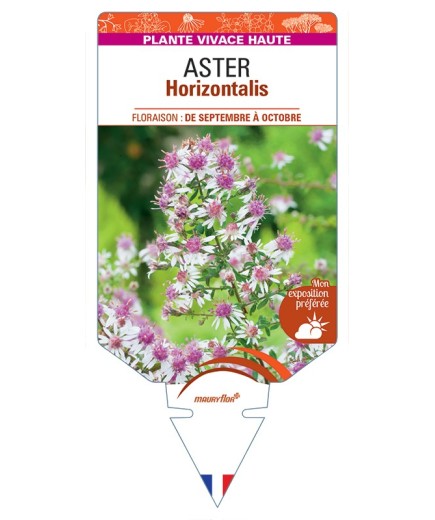 ASTER (lateriflorus) Horizontalis