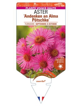 ASTER (novae-angliae) Andenken an Alma Pötschke