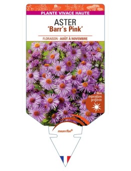 ASTER (novae-angliae) Barr’s Pink