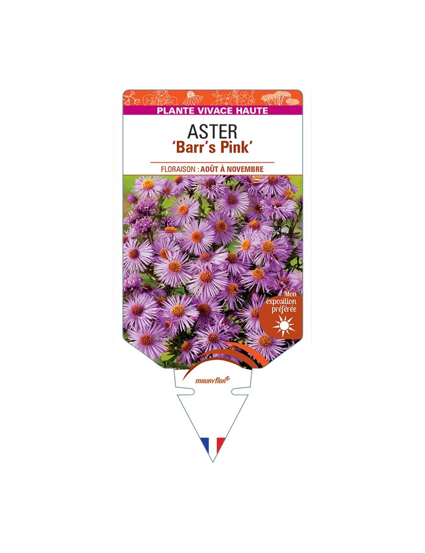ASTER (novae-angliae) Barr’s Pink