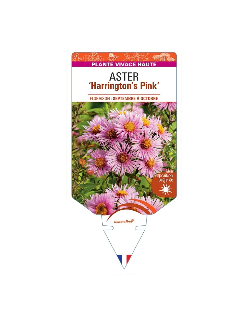 ASTER (novae-angliae) Harrington’s Pink