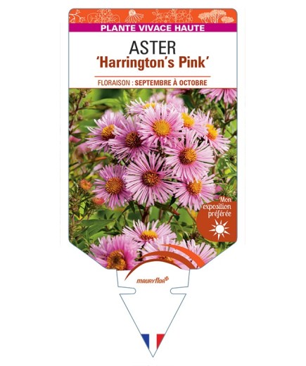 ASTER (novae-angliae) Harrington’s Pink