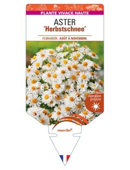 ASTER (novae-angliae) Herbstschnee