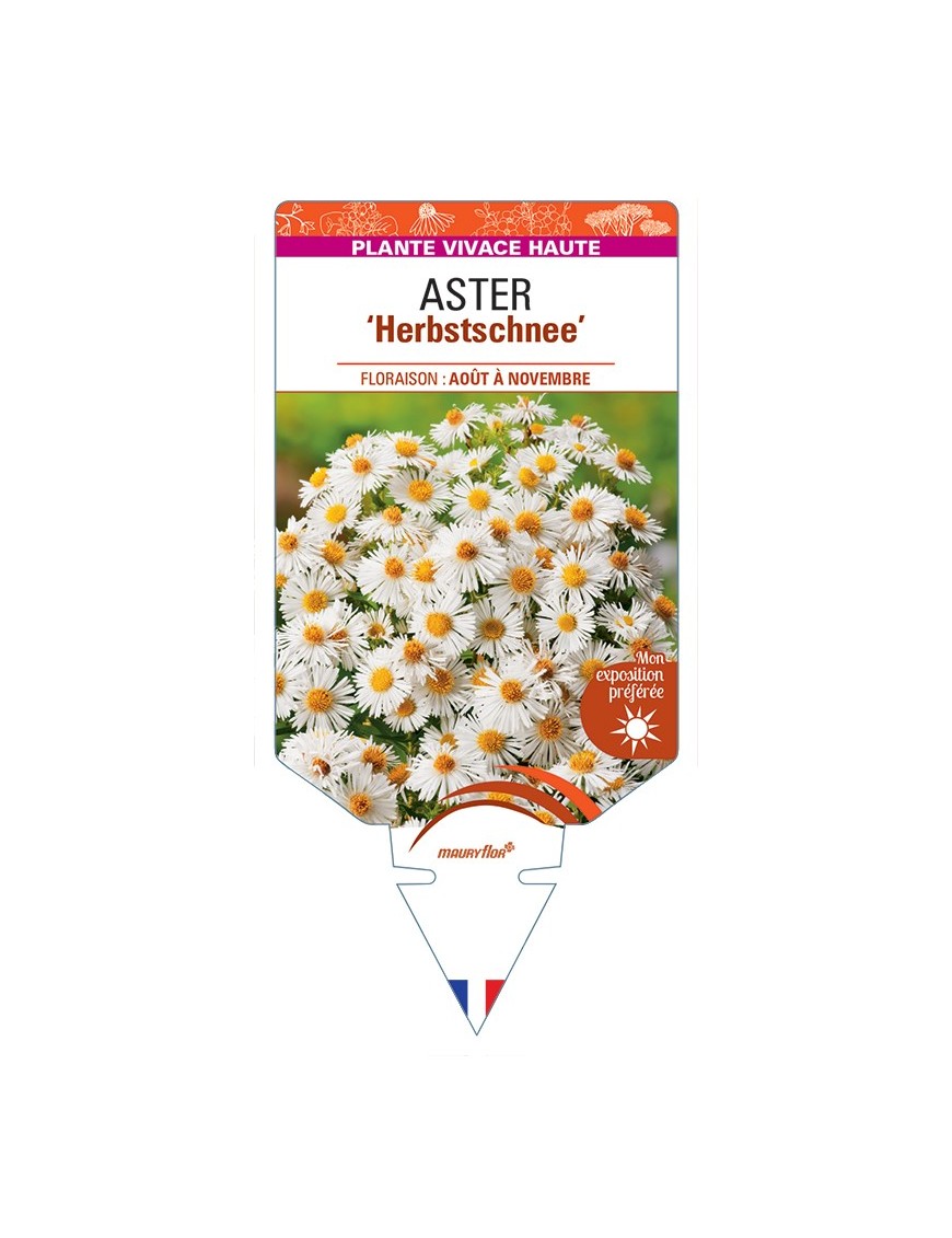 ASTER (novae-angliae) Herbstschnee