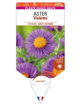 ASTER (novae-angliae) Violetta