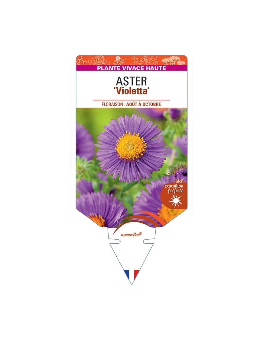 ASTER (novae-angliae) Violetta