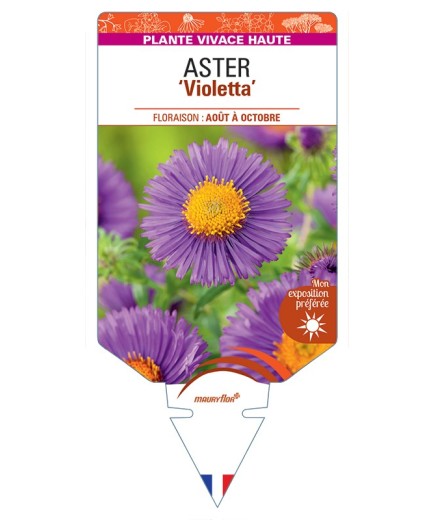 ASTER (novae-angliae) Violetta
