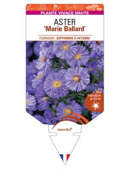 ASTER (novi-belgii) Marie Ballard